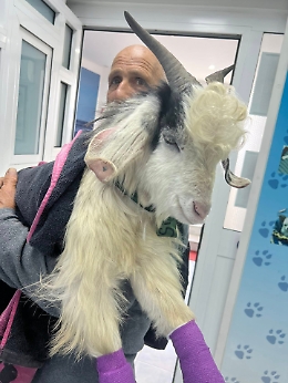Un capretto con due zampe spezzate trova "casa" a Stromboli con un'adozione