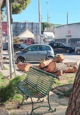 Vittoria, Terre Pulite: "800 alberi tagliati in tre anni dal Comune, uno scempio"
