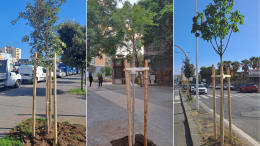 Catania, ultimata la piantumazione di 600 nuovi alberi. &laquo;Il progetto prevede anche la manutenzione per tre anni&raquo;