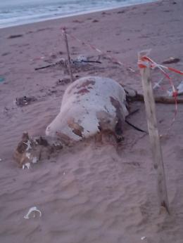 Carcassa di bovino albanese sulla spiaggia di Scoglitti: probabile abbandono in mare e allarme sanitario