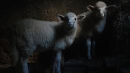 &laquo;Agnus Dei&raquo;, il film del regista italiano Massimiliano Camaiti nella selezione ufficiale del festival francesce Fipadoc