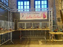 La mostra ai Cantieri: &laquo;Galline e colombi, una passione che alleva la bellezza&raquo; IL VIDEO