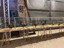 Fiera dei polli alla Zisa, bufera sul Comune