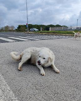 Sebastian ha perso Belle e da allora guarda il mondo con altri occhi