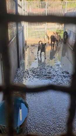 Vittoria, l'Oipa: "Quei cani &egrave; come se fossero in un lager"