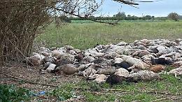 Pecore uccise dall&rsquo;alluvione: carcasse vicino alla fonte Ciane