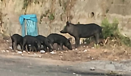 Modica, attaccato da scrofe e cinghiali: la testimonianza di un cittadino salvatosi grazie al suo sangue freddo