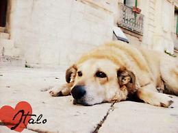 Il cane Italo che accompagnava i bambini a scuola, quindici anni dopo Scicli ricorda la memoria di un testimone del suo tempo