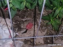 Villaggio Jungi a Scicli, rinvenuti 13 bocconi sospetti