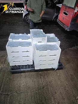 Trasporto illecito di pesce sottomisura, sequestrati 110 chili di novellame di sarda agli imbarcaderi di Messina