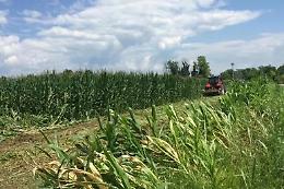 Corte Ue conferma: l'Italia pu&ograve; vietare la coltivazione di mais Ogm senza motivazione