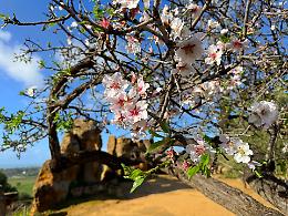 Il "miracolo" bianco di Agrigento: i mandorli in fiore sfidano l&rsquo;inverno e il maltempo