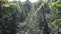 Trafficanti di droga tra Riesi e Palermo finiscono in cella: coltivavano marijuana per 16 milioni di euro