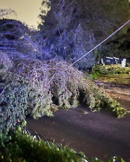Maltempo a Ragusa, cade un albero e trancia i fili della luce: un'intera zona al buio