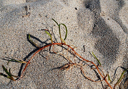 "Salvaguardare la Cymodocea nodosa spiaggiata per proteggere le nostre coste&rdquo;