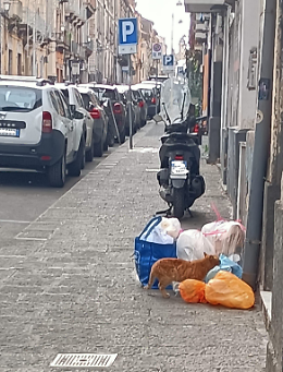 Sabato infernale in Via Garibaldi: rifiuti, sosta selvaggia e assenza di controlli
