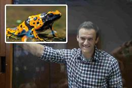 Un veleno esotico delle rane freccia arma segreta per uccidere Navalny? L'indagine che inchioda Putin e la Russia