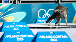 Invasione alle Olimpiadi, un cane lupo interrompe le qualifiche dello sci di fondo