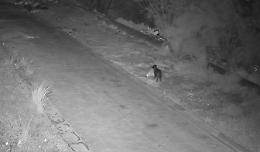 A Catania il cane addestrato da uno "sporcaccione" ad abbandonare rifiuti per eludere le telecamere. Il video