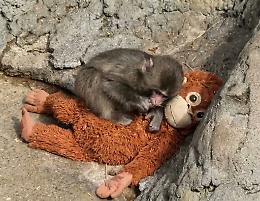 Un cucciolo di macaco, un peluche e un mercato impazzito: la parabola virale di Punch che ha fatto fare sold out a Ikea