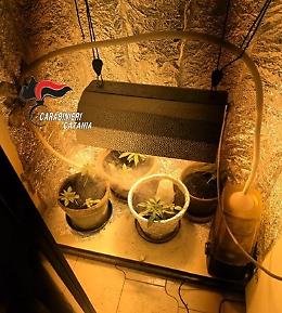 Finestra rotta a Catania: lite familiare e scoperta choc, una serra di marijuana nell'armadio