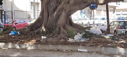 Immondizia e degrado sotto il maestoso albero in via S. Eupilio, angolo via A. Longo a Catania