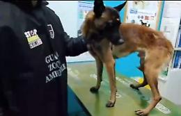 Comiso, cane denutrito salvato dalle guardie zoofile di Stop animal crimes Italia