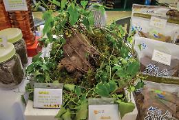 Tutta la verit&agrave; sull'He Shou Wu: un segreto millenario per capelli perfetti o un rischio per la salute?