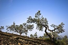 Olio e vino, un&rsquo;unica bussola: la Sicilia porta i suoi itinerari a Valladolid e scommette sul nuovo enoturismo mediterraneo