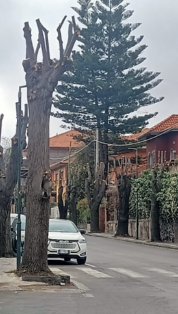 Pedara: capitozzatura in via Papa Giovanni XXIII, alberi comunali mutilati 