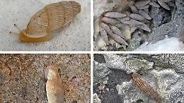 Comiso e l'omaggio al naturalista Gianni Insacco