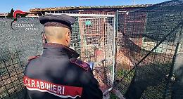 Tartarughe di dubbia provenienza e un corvo imperiale in una pensione per animali: scattano controlli e denuncia