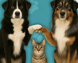 Zampa solidale, Comune di Ragusa e consulta giovanile insieme per gli animali