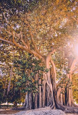 Riaprono Villa Garibaldi e Villa Giulia, il Comune: "Salveremo il ficus di piazza Marina, vivr&agrave; altri 170 anni"