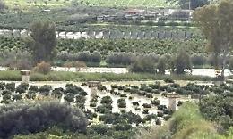 Fiume Platani esondato, agrumeti sott'acqua: incubo marciume radicale