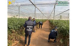 Semi di pomodoro contraffatti, maxisequestro Gdf e denunce tra Vittoria e Gela