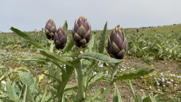 Il carciofo spinoso di Menfi: il "re" dell'orto tra tradizione, gusto e sostenibilit&agrave;