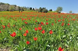 Il mistero dei tulipani di Blufi, ecco la verit&agrave; scientifica