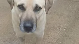 A Marina di Ragusa la petizione per fare tornare libero Ciccio, il cane di quartiere