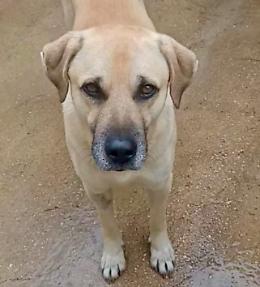 Marina di Ragusa, il cane di quartiere Ciccio reimmesso in libert&agrave;