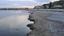 Sos Posidonia tra ombre e ritardi: "Basta Immobilismo". Il sindaco sfida la Regione e invoca trasparenza