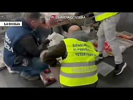 A Misterbianco banchetti da incubo: sequestrati quintali di alimenti mal conservati (Video)