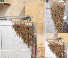 Modica, il furgone liberato dallo sciame d'api grazie a un esperto del settore