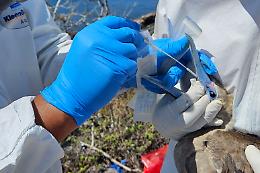 Aviaria: c'&egrave; un caso su una persona in Lombardia, il primo in Europa&nbsp;