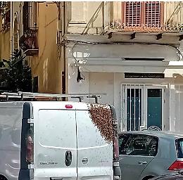 Modica, lo sciame di api in centro storico diventa un motivo di attrazione