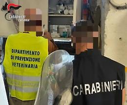 Salvati due cani da condizioni di maltrattamento: denunciato l'anziano proprietario