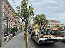 Pi&ugrave; verde ad Acireale: partono oggi i lavori per piantumare 71 nuovi alberi