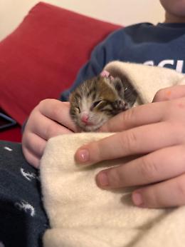 A Catania un gattino cerca riparo dal freddo, ma rimane incastrato nell'auto: salvato dai vigili del fuoco 