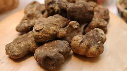 Raccolta abusiva di tartufi: rischio desertificazione dei boschi siciliani