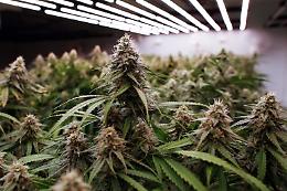 Serra di marijuana indoor a due passi dal mare: denunciato ventenne agrigentino